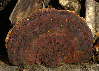 Dreifarbige Rötende Tramete (Daedaleopsis tricolor) - © Heinz Prelicz